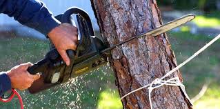 Best Utility Line Clearance  in Schulenburg, TX