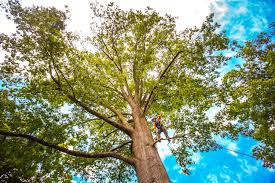 Mulching Services in Schulenburg, TX