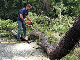 How Our Tree Care Process Works  in  Schulenburg, TX