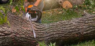 Best Lawn Pest Prevention  in Schulenburg, TX