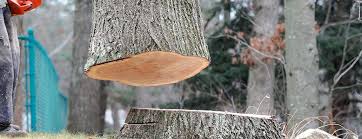Best Leaf Removal  in Schulenburg, TX