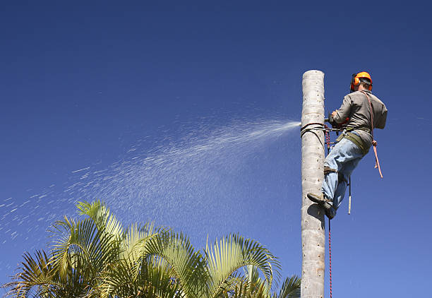 Best Lawn Irrigation Installation and Maintenance  in Schulenburg, TX