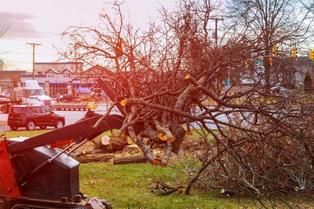 Best Arborist Consultation Services  in Schulenburg, TX