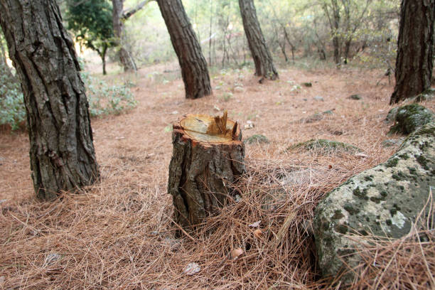 Best Tree Maintenance Programs  in Schulenburg, TX