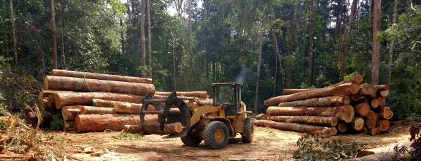 Best Emergency Tree Removal  in Schulenburg, TX