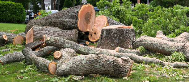 Professional Tree Care in Schulenburg, TX