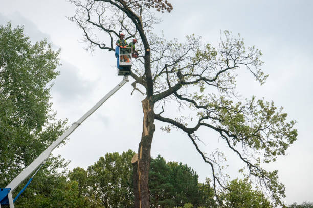 Best Mulching Services  in Schulenburg, TX