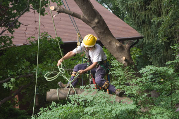 Best Tree and Shrub Care  in Schulenburg, TX