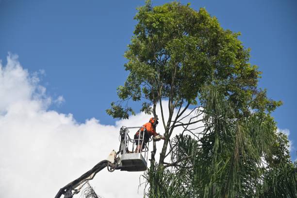 Best Storm Damage Tree Cleanup  in Schulenburg, TX