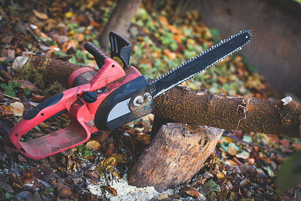 Best Commercial Tree Services  in Schulenburg, TX