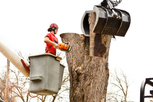 Best Tree Risk Assessment  in Schulenburg, TX